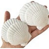 Scallop Shells Approx. 2.2 - 2.8 inches (5 - 7