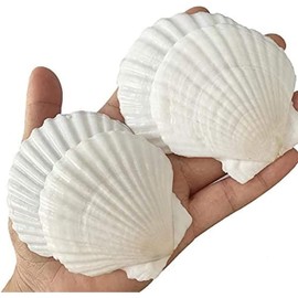 Scallop Shells Approx. 2.2 - 2.8 inches (5 - 7 cm), Set of 25, Baking Food Shells, Crafts DIY, Painting, Home Decoration, Beach Natural Seashells (2.0 - 2.8 inches (5 - 7 cm), Set of 25