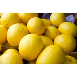 75 Melon Seeds - Canary Yellow - Premium Non-GMO, Open Pollinated, US Grown Seed, Always Fresh!