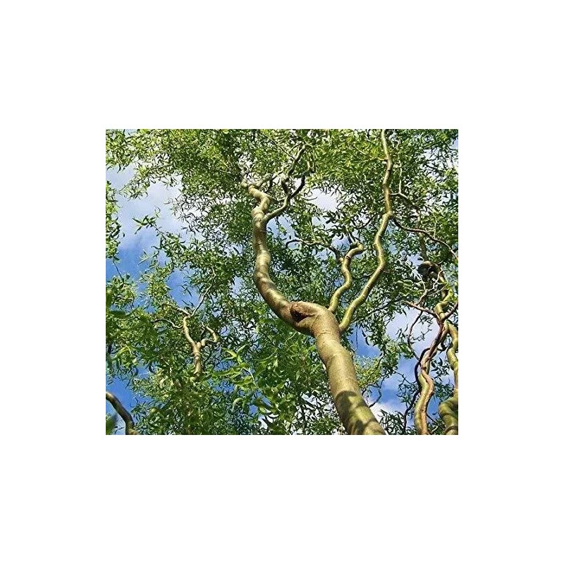 CZ Grain 2 Corkscrew Willow Trees - Live Tree Cuttings