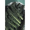 Viridis Hortus - Nero Di Toscana Borecole Curly Kale 4500