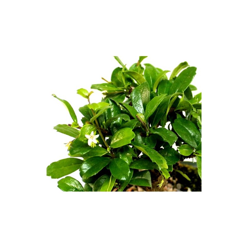 Indoorbonsaiandexotics Fukien Tea Bonsai Tree in 6inch Glazed Pot