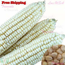 Treevale White Organic Sticky Waxy Sweet Corn Seeds | NON-GMO Heirloom - 30 Seeds or 1/4 OZ
