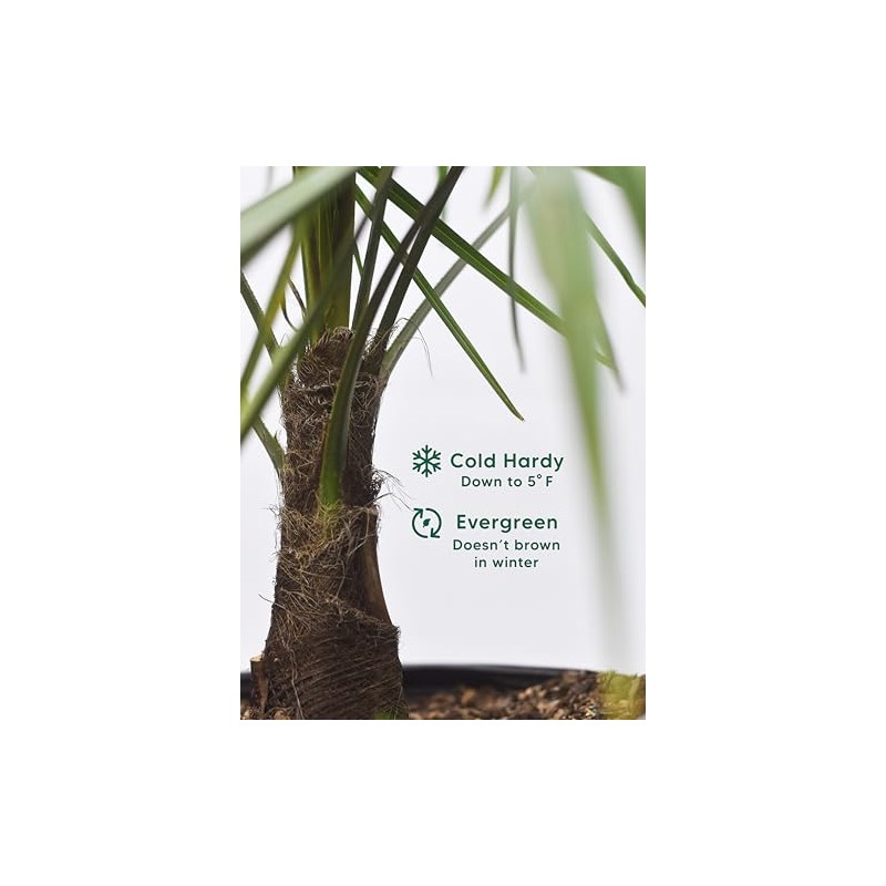 Windmill Palm Tree - 3 Gallon - Includes Planting Kit