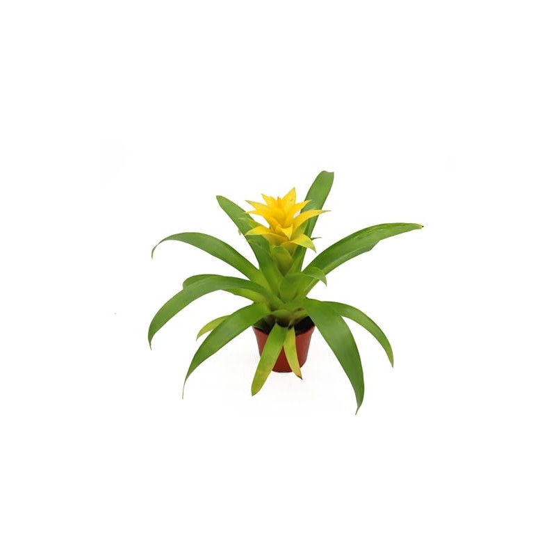 Bromeliad Yellow -4'' from California Tropicals