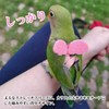 PAVIKE Bird Harness, Parakeet Lead, Adjustable Rope, For Walks, Prevents