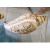Sanibel Shores Set of 4 Sanibel Shores Ceramic Sea Shell