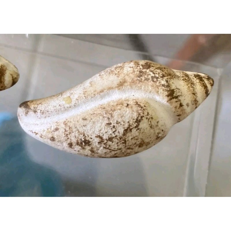 Sanibel Shores Set of 4 Sanibel Shores Ceramic Sea Shell