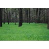 Buck Forage Oats Food Plot Seeds - 5 Lbs.