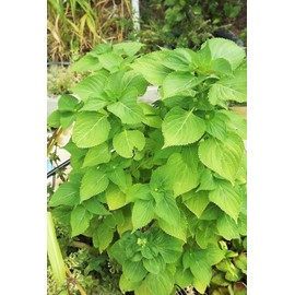 TomorrowSeeds - Green Perilla (Shiso) Seeds - 500+ Count - for 2025 Planting Ao Jiso Beefsteak Leaf Purple Tia to KKaennip Basil Mint Herb Garden Asian Vegetable Grow Your Own Home Farm Patio Healthy