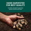 HANDPICK Ginger Powder (14oz/397g) No Additives, No Preservatives, No Fillers