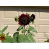 50 Chocolate Cherry Sunflower seeds Breathtakingly Beautiful Heirloom