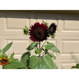 50 Chocolate Cherry Sunflower seeds Breathtakingly Beautiful Heirloom