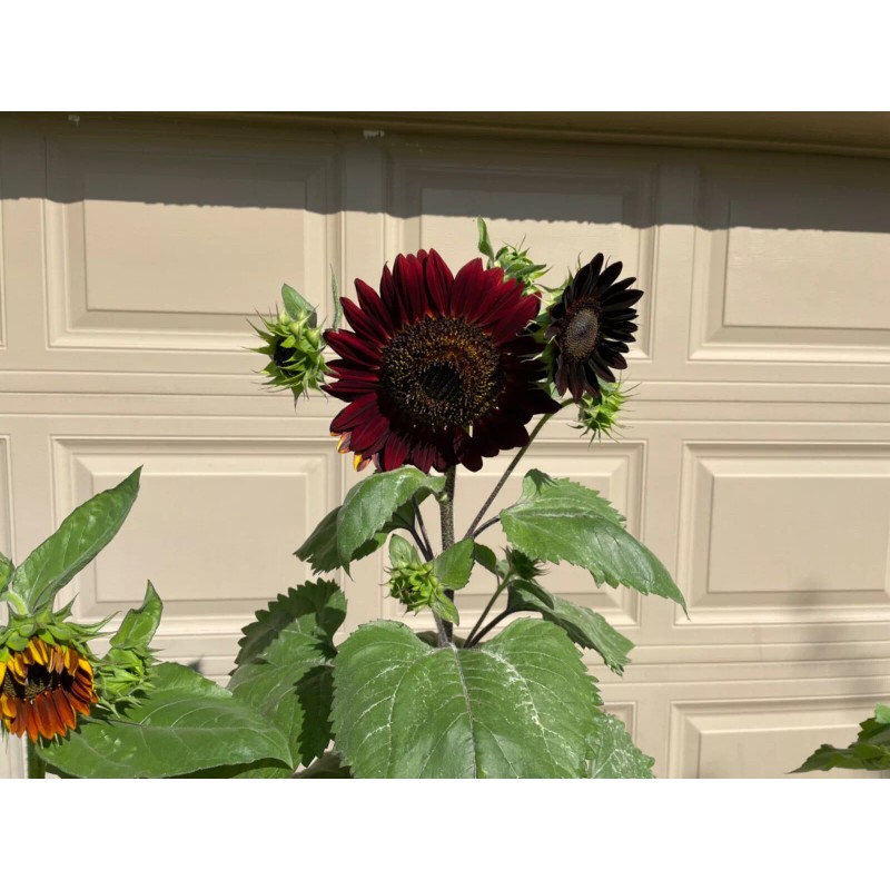 50 Chocolate Cherry Sunflower seeds Breathtakingly Beautiful Heirloom
