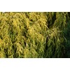Chamaecyparis p. f. 'Aurea' (Gold Thread Cypress) Evergreen, yellow foliage,