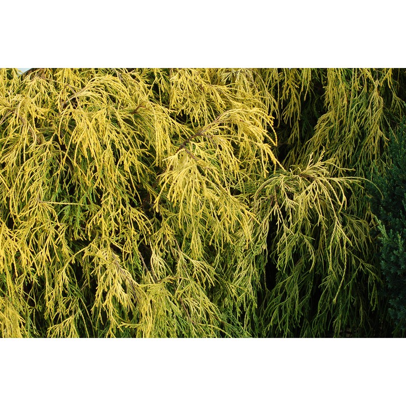 Chamaecyparis p. f. 'Aurea' (Gold Thread Cypress) Evergreen, yellow foliage,