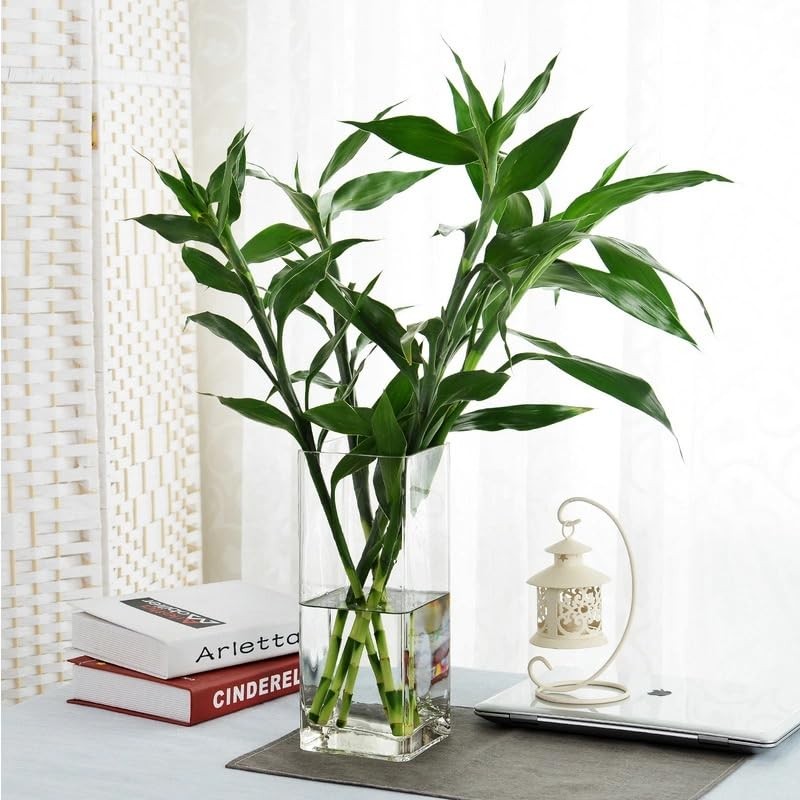 Rospynn Acrylic Cylinder Vase, Thick Vase, Non-Breakable Plastic, Decorative Centerpiece