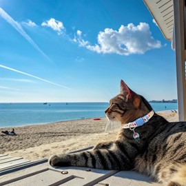 BINGPET Breakaway Cat Collar with Bell, 3 Pack Cat Collars for Girl Boy Cats, Cute Summer Vibe Kitten Collars Accessories with Crab & Starfish & Popsicle