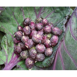 RAISE ME UP: Redarling Brussels Sprouts Purple Cabbage Non GMO Heirloom