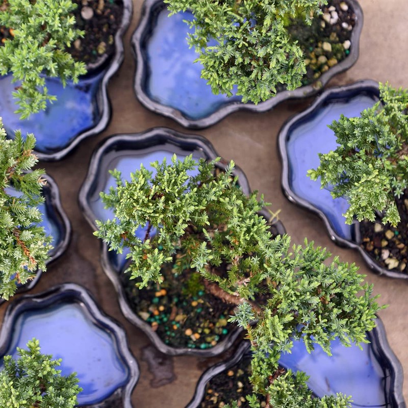 Brussel's Bonsai Brussel's Green Mound Juniper Bonsai in Zen Reflections