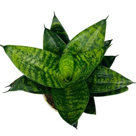 Snake Plant, Forest Star, Sansevieria, Live Indoor Plant, 4 inch Pot - Hopewind Plants Shop