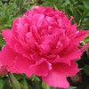 Peony Bare Root with 3-5 Eyes – Felix Supreme Peonies