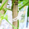 Poexuzi Secured PlasticTomato Vine Clips Support Clips Climbing Plants Garden
