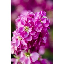 Gillyflower Mix Gilliflower Stock Flower Matthiola Incana Rose Blend Mix 150+ Seeds