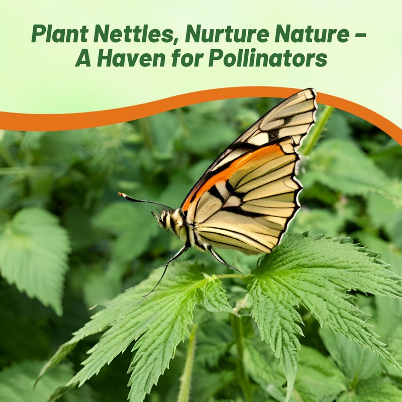 Outsidepride Stinging Nettle Seeds - 5000 Pcs Perennial and Low