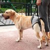 SOVYOULIVE Adjustable Dog Lift Harness Dog Sling for Large Dogs