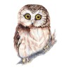 CafePress Cute Little Watercolor Saw Whet Owl Bird Nature Ar