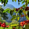 49th Parallel Coffee Roasters - Roasted Coffee Beans (Blue Sky
