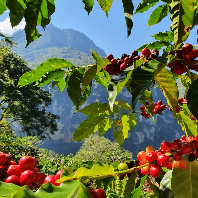 49th Parallel Coffee Roasters - Roasted Coffee Beans (Blue Sky