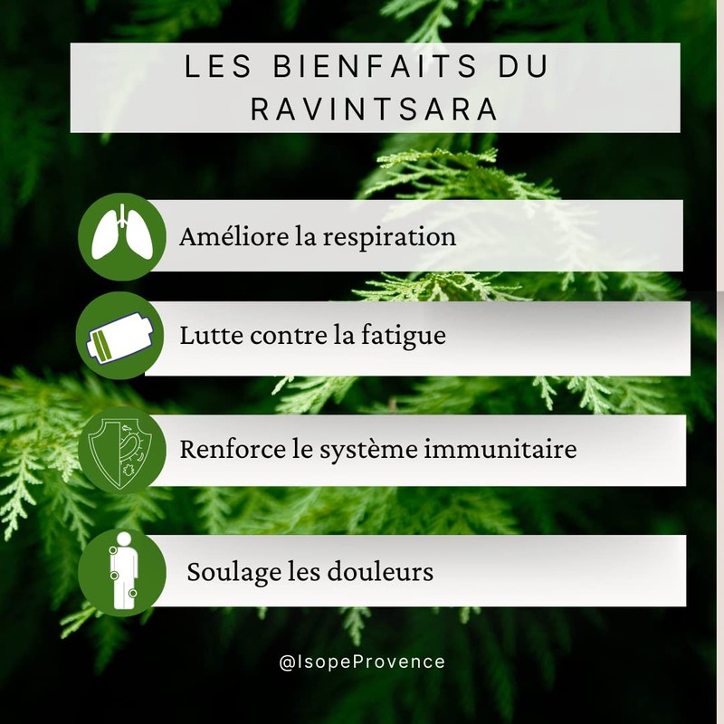 Ravintsara Essential Oil 30ml (Chemotype Cinnamomum Camphora) 100% Pure and