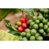 Mount Hagen Organic Fair Trade Deca Fainless Instant Coffee 1.8