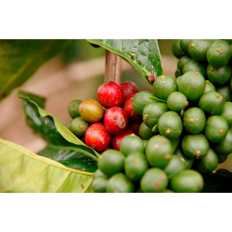 Mount Hagen Organic Fair Trade Deca Fainless Instant Coffee 1.8