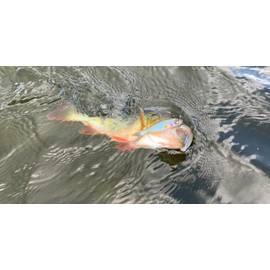 Savage Gear Craft Dying Minnow - Ultra Realistic Soft Plastic Bait for Freshwater and Saltwater Fishing, Natural Swimming Action, Bass, Perch, Walleye and Multiple Fishing Roach 7.5 cm