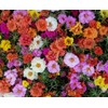 22Day Seeds: Seeds Moss Rose Mix/Portulaca grandiflora/Annual Flowers