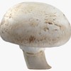 White Button Mushroom (Agaricus bisporus) Liquid Culture for Mushroom Cultivation