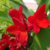 Outsidepride Red Canna Seeds - 10 Seeds