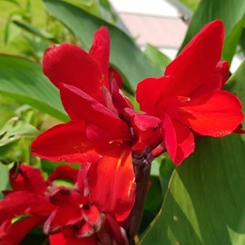 Outsidepride Red Canna Seeds - 10 Seeds