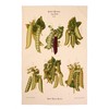 Ulster Weavers RHS Peas Tea Towel, Linen Cotton