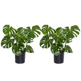 United Nursery Monstera Deliciosa Bundle – Set of 2 Iconic Swiss Cheese Plants in 10-Inch Grower Pots – 30-36 Inches Tall – Low-Maintenance Tropical Indoor Houseplants for Home and Office Decor