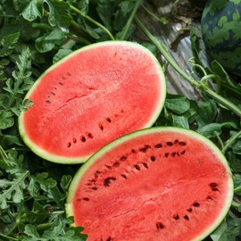 SEBIOLA 40pcs Sugar Baby Watermelon Seeds for Planting Home Garden, Non-GMO Heirloom Fruit Garden Growing Seeds, Bush Sweet Watermelon