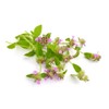 Pennyroyal Leaf - Dried Mentha pulegium Leaf C/S 100% from