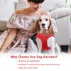 Comfort Fit No Pull Step-in Dog Harness – XS Harness