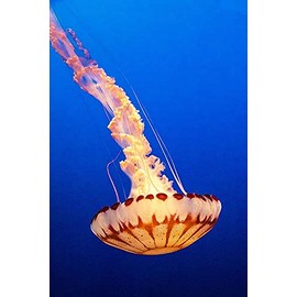 ArtExpert California-Monterey-Monterey Bay Aquarium-Jellyfish swimming by Hollice Looney -