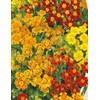 RAISE ME UP: Seeds Marigolds Mexican Mix Annual Flowers