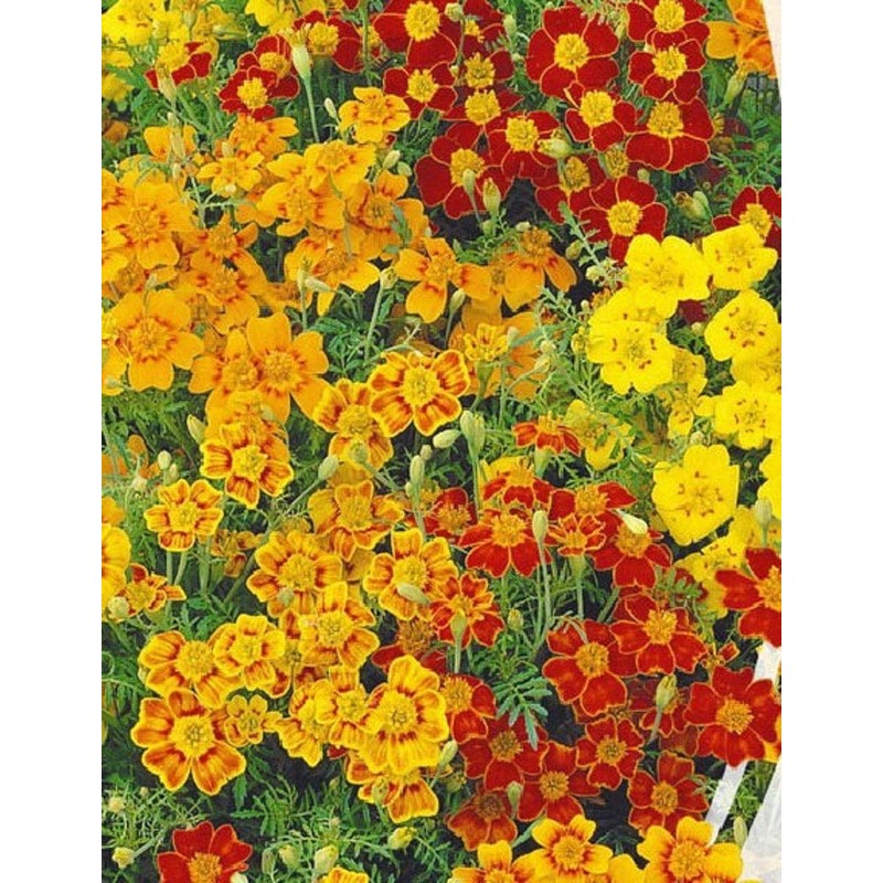 RAISE ME UP: Seeds Marigolds Mexican Mix Annual Flowers