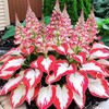 200+ Hosta Seeds Heart-Shaped Hosta Bare Roots - Rich Foliage,